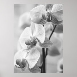 Orchid in black/white poster