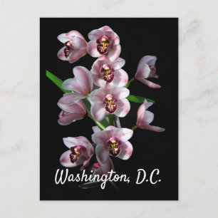Orchid Insanity on Black, Washington, D.C Postcard