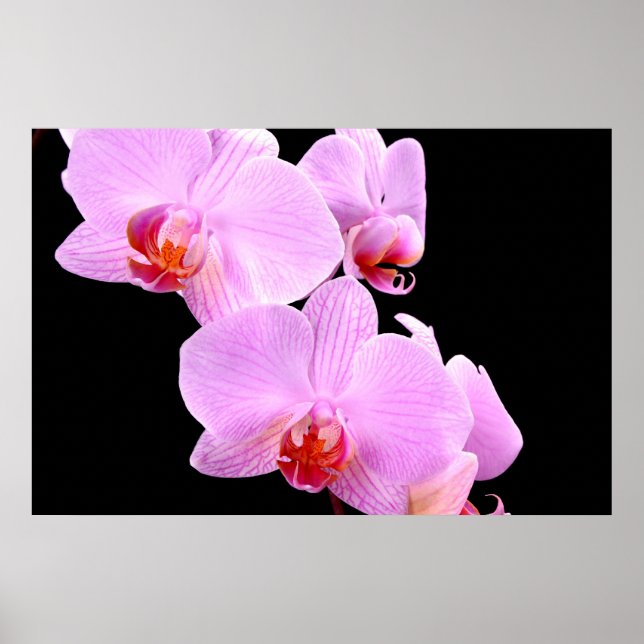 Orchid Love Poster (Front)