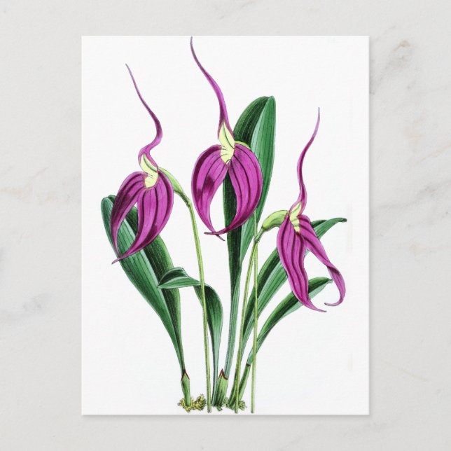 Orchid Masdevallia Harryana Postcard (Front)