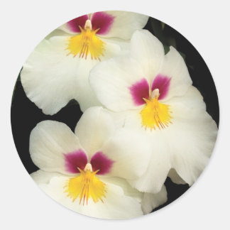 Orchid - Miltoniopsis - The Three Amigos Classic Round Sticker
