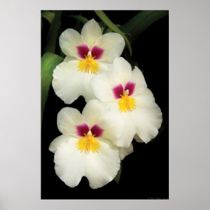 Orchid - Miltoniopsis -  The Three Amigos Poster