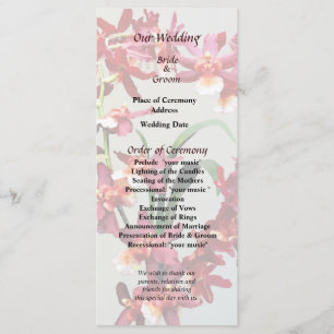 Orchid Oncostele Hilo Firecracker New Year Program