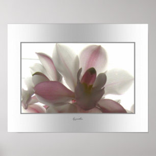 Orchid Pale Beauty Poster