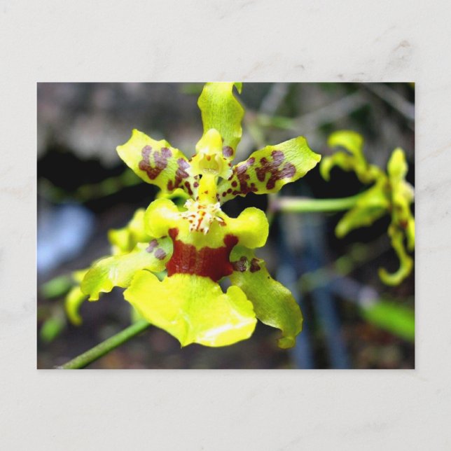Orchid, Pastaza River, Ecuadorean Amazon Postcard (Front)