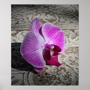 Orchid Phalae Graphic Print -20x24 -or smaller