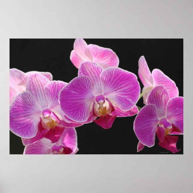 Orchid Phalaenopsis Cluster Poster -36x24 (Front)