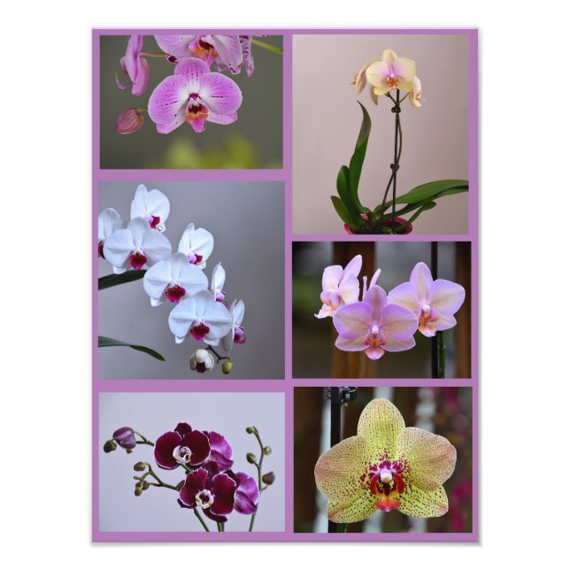 Orchid Photo Collage (Front)