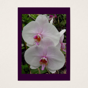 Orchid - Pink Blossom (Colossians 2:3)
