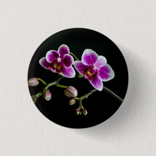 Orchid pink white colour on black pale gentle 1 inch round button