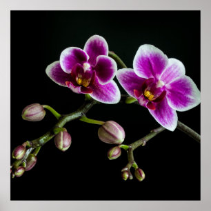 Orchid pink white colour on black pale gentle  poster