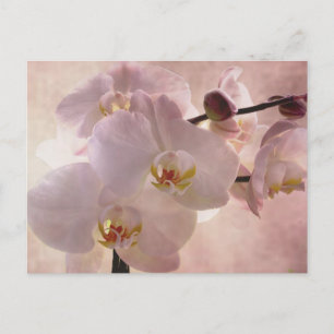 Orchid Postacrd Postcard