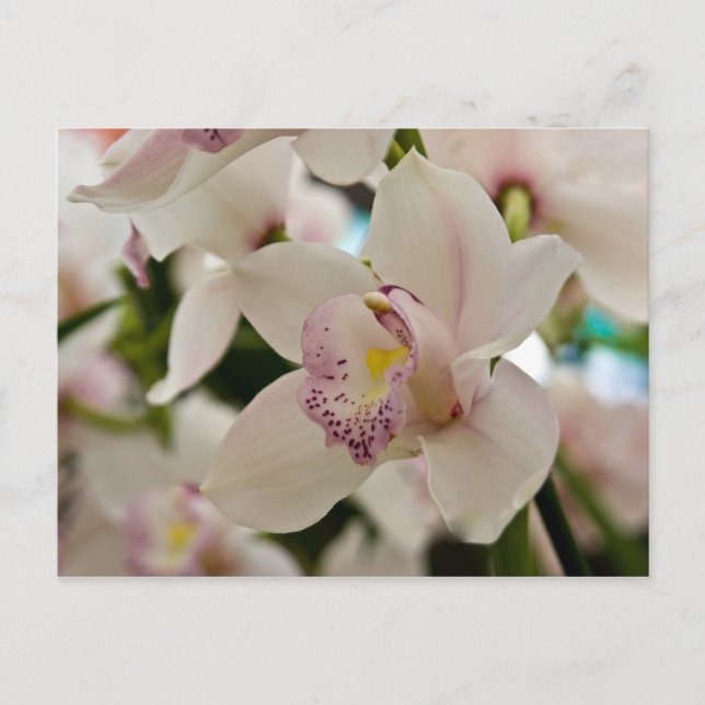 Orchid • Postcard (Front)