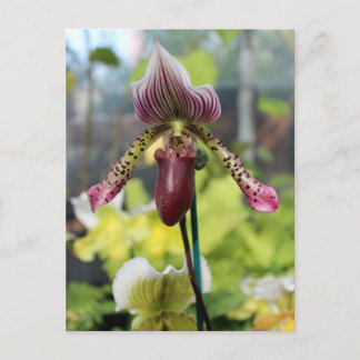 Orchid Postcard