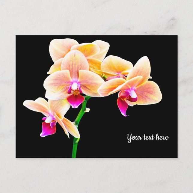 Orchid Postcard (Front)