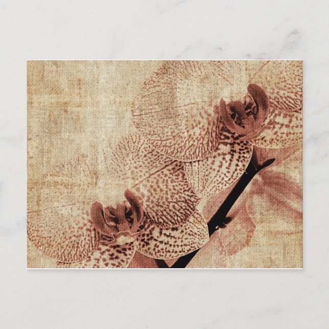 orchid postcard (Front)