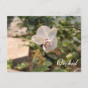 Orchid Postcard