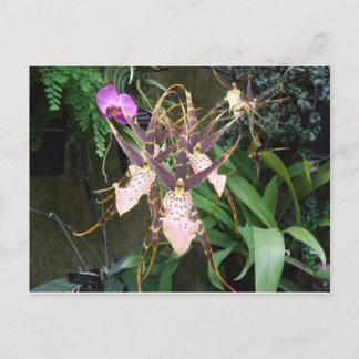 Orchid Postcard