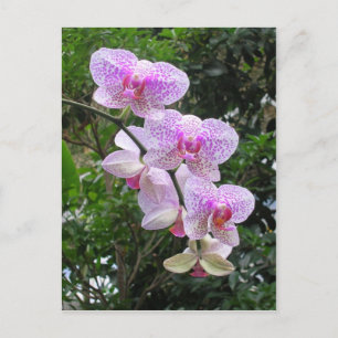 Orchid Postcard