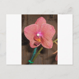 Orchid Postcard