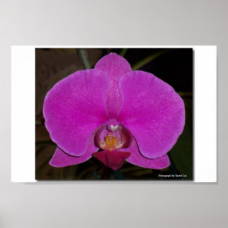 Orchid Poster
