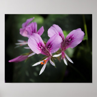 Orchid Poster