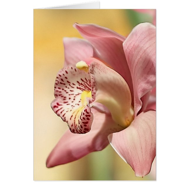Orchid Single Pink Bloom Happy Easter (Front)