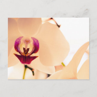 Orchid smile postcard