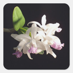 Orchid Square Sticker