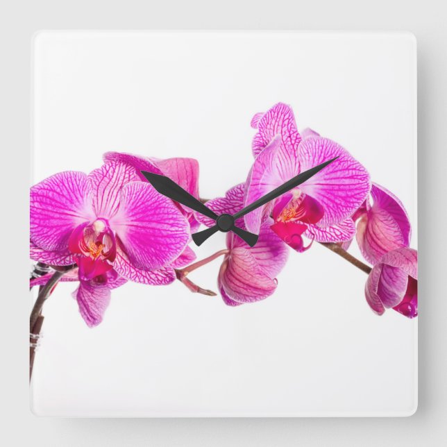 Orchid Square Wall Clock (Front)