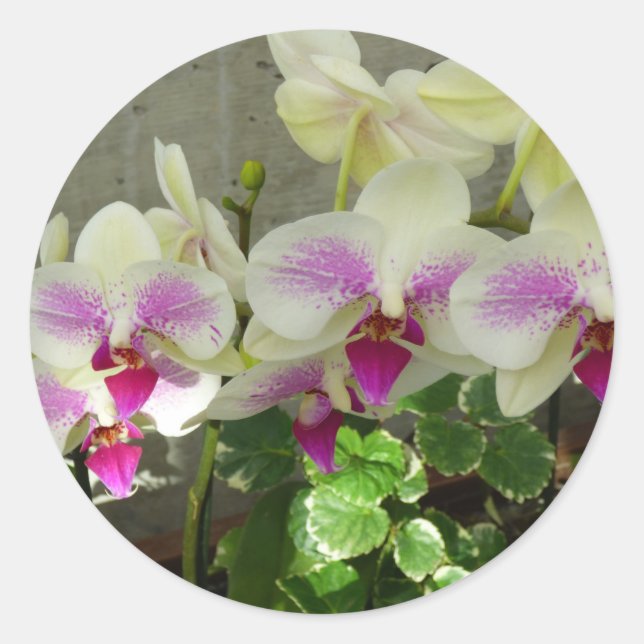 Orchid Sticker (Front)