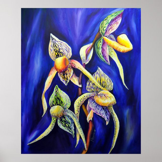 Orchid - The Paphiopedilum   Lady's Slipp Poster (Front)