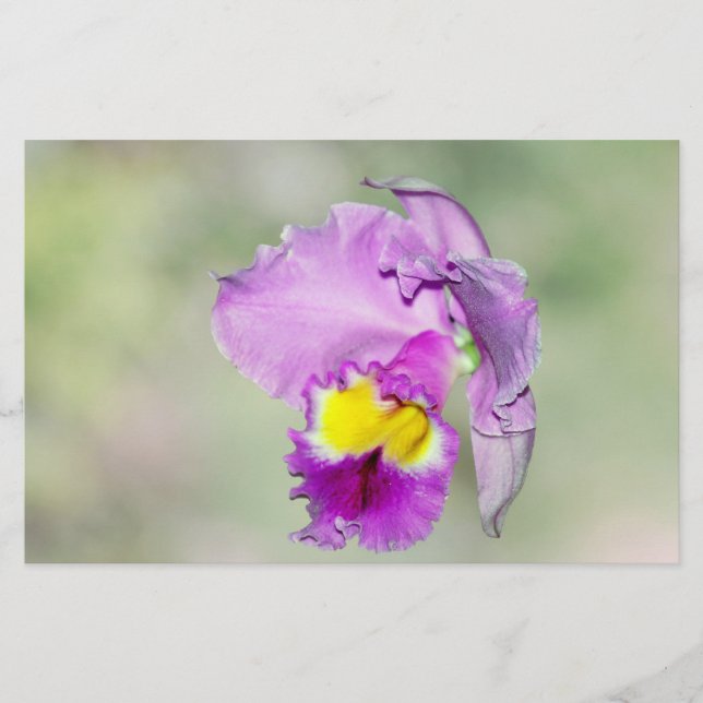 Orchid touched by God for Mom (Front)