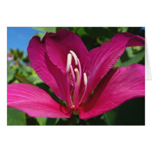 Orchid Tree Blossom Tropical Floral