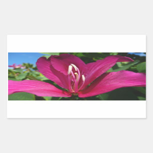 Orchid Tree Blossom Tropical Floral Sticker