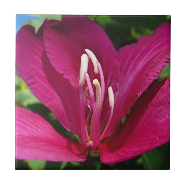 Orchid Tree Blossom Tropical Floral Tile (Front)