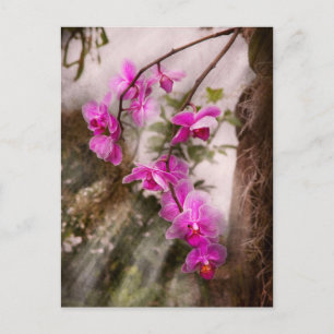 Orchid - Tropical Passion Postcard