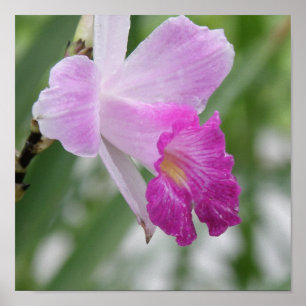 Orchid Types Poster Print