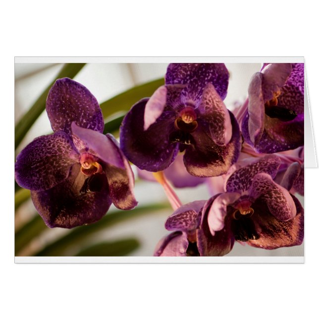 Orchid Vanda Pure's Wax Flower Group (Front Horizontal)