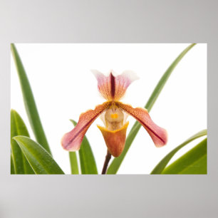 Orchid - Will the slipper fit Poster