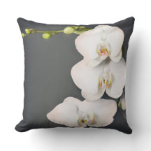 Orchidaceae (white orchids )