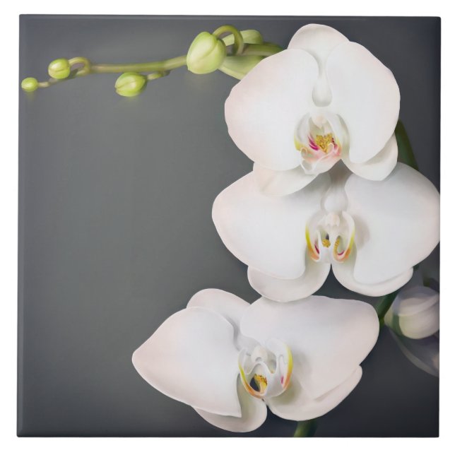 Orchidaceae (white orchids tile (Front)