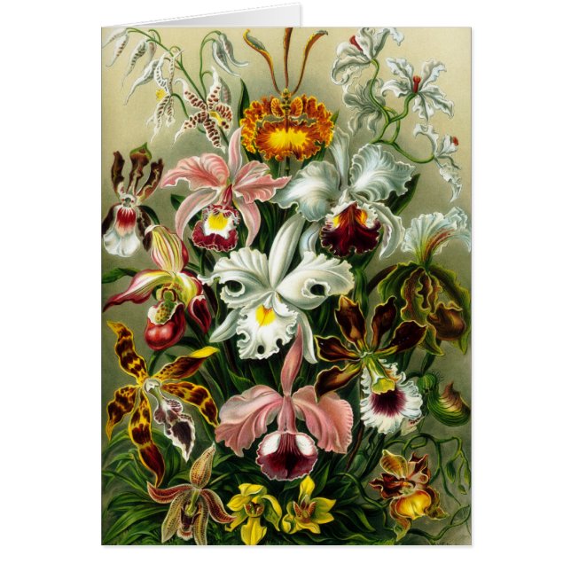 Orchidae (Front)
