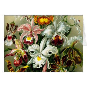 Orchidae
