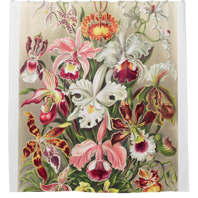 Orchideae Denusblumen A Giltsch By Ernst Haeckel (Front)