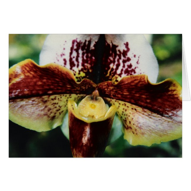 Orchidée (Devant horizontal)
