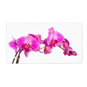 Orchidée