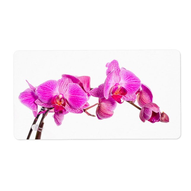 Orchidée (Devant)