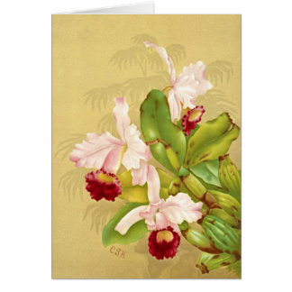 Orchidée 1892 de la Maison Blanche