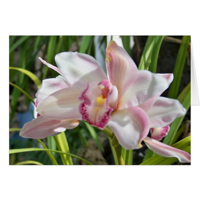 orchidée 2 (Devant horizontal)
